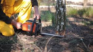 Best Lawn Maintenance Plans  in Timmonsville, SC