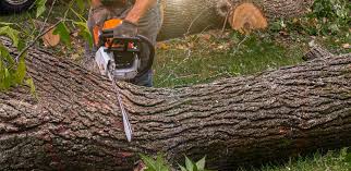 Lawn Pest Prevention in Timmonsville, SC