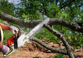 Lawn Maintenance Plans in Timmonsville, SC