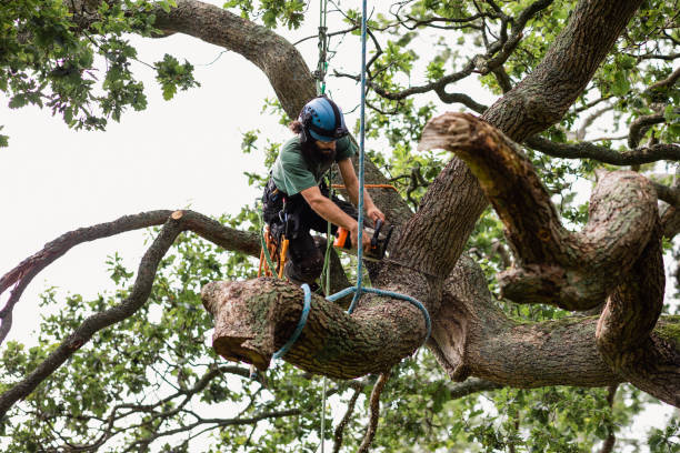 How Our Tree Care Process Works  in  Timmonsville, SC